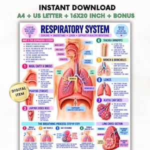 Könnte beinhalten: Ein Lehrplakat mit dem Titel RESPIRATORY SYSTEM, das anatomische Diagramme der menschlichen Atemwege, der Lunge und des Zwerchfells zeigt. Es enthält nummerierte Abschnitte, die Nasenhöhle, Rachen, Kehlkopf, Luftröhre und Lungenbläschen erklären.