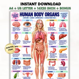 Puede incluir: Un póster educativo titulado HUMAN BODY ORGANS que presenta una ilustración anatómica central del cuerpo humano rodeada de diagramas etiquetados del cerebro, ojos, tiroides, pulmones, oídos, nariz, corazón, hígado, boca, esófago, estómago, páncreas, riñones, intestino delgado, intestino grueso, bazo, vesícula biliar, órganos reproductores, vejiga y piel.