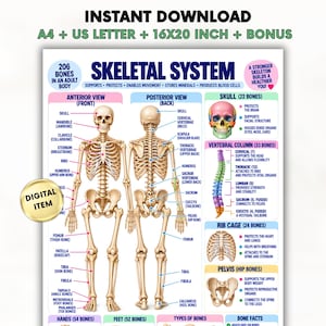 May include: An educational poster titled Skeletal System featuring an anterior and posterior view of a human skeleton with labeled bones, a skull, vertebral column, rib cage, and pelvis, plus text detailing bone functions and counts.
