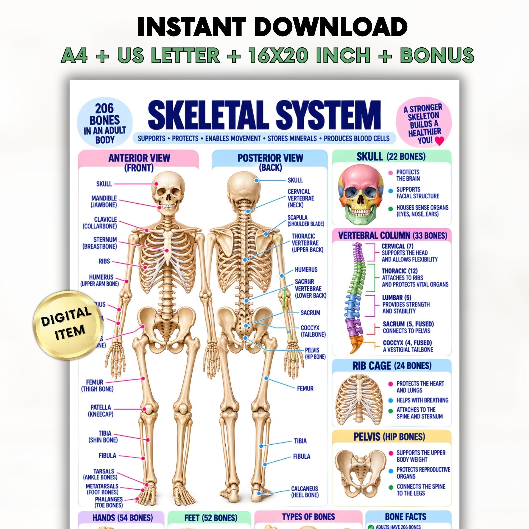 Skeletal System Poster Printable, Human Skeleton Anatomy Chart, Bones Bone Types Study Guide PDF