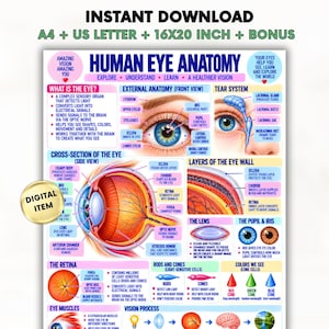May include: A digital educational poster titled Human Eye Anatomy featuring detailed diagrams of the eye, including a front view, cross-section, tear system, and layers of the eye wall, with text labels explaining functions and parts in blue and black.