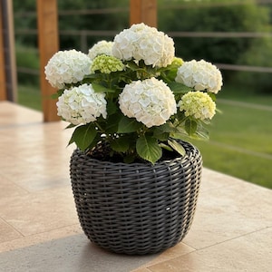 Może przedstawiać: Roślina hortensji w doniczce z dużymi, białymi, kulistymi skupiskami kwiatów i zielonymi liśćmi. Roślina znajduje się w ciemnoszarej doniczce w stylu kosza. Tło przedstawia drewnianą balustradę i zieleń.