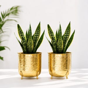 Può includere: Due piante di sansevieria identiche con foglie a forma di spada variegate in verde e giallo, ciascuna in un vaso cilindrico in metallo dorato martellato. I vasi presentano una superficie testurizzata e poggiano su tre piccoli piedini decorativi.