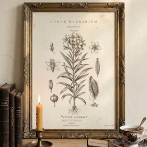 Lámina botánica de adelfa / Ejemplar de Nerium oleander X / Arte mural de jardín venenoso / Grabado botánico de estilo Dark Academia / Herbario gótico