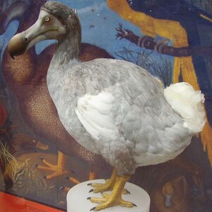 Pu&ograve; includere: Un dodo impagliato grigio e bianco con un grande becco, in piedi su un piedistallo bianco. Il dodo &egrave; un uccello incapace di volare che &egrave; estinto.