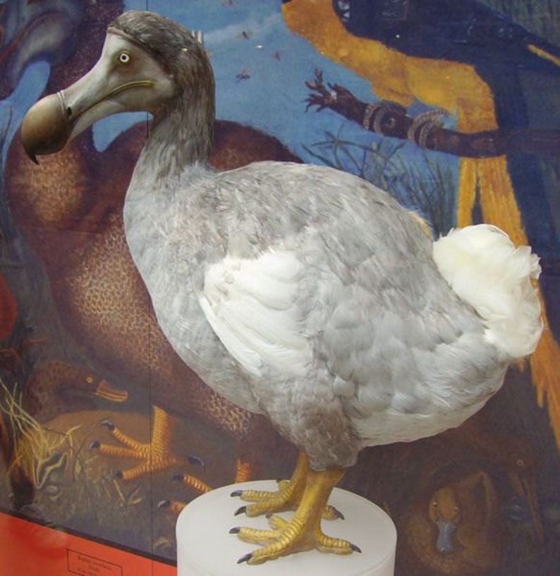 Pu&ograve; includere: Un dodo impagliato grigio e bianco con un grande becco, in piedi su un piedistallo bianco. Il dodo &egrave; un uccello incapace di volare che &egrave; estinto.