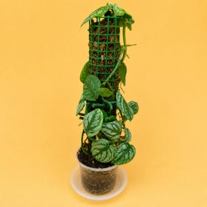 May include: A Scindapsus pictus plant with heart-shaped, variegated green and silver leaves climbing a tall, cylindrical green plastic moss pole. The plant is potted in a clear plastic container filled with dark soil, resting on a small saucer.