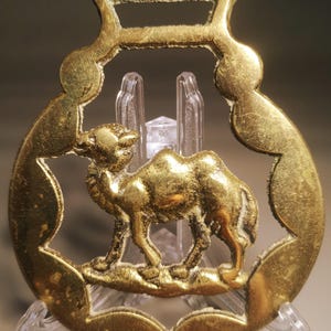 May include: A vintage brass horse brass with a camel design. The brass has a golden colour and shows signs of age. The camel is standing on a small mound within a decorative frame.