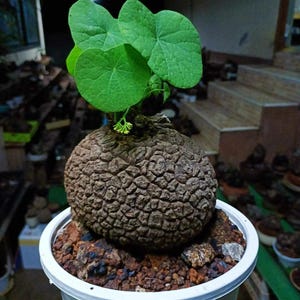 Puede incluir: Una planta &uacute;nica en una maceta blanca. La planta presenta hojas grandes y verdes brillantes que brotan de una base bulbosa marr&oacute;n y texturizada. La maceta contiene una mezcla de tierra y peque&ntilde;as rocas. Una planta notable.