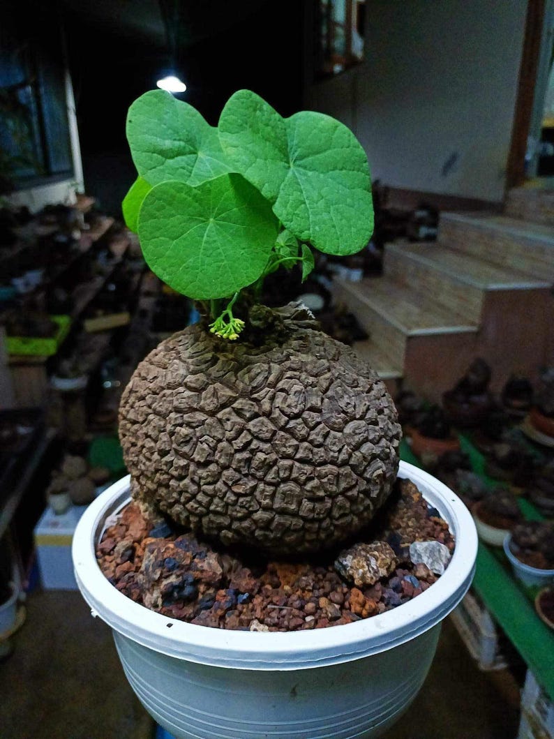 Puede incluir: Una planta &uacute;nica en una maceta blanca. La planta presenta hojas grandes y verdes brillantes que brotan de una base bulbosa marr&oacute;n y texturizada. La maceta contiene una mezcla de tierra y peque&ntilde;as rocas. Una planta notable.