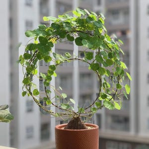 Pu&ograve; includere: Una pianta in vaso con una struttura a vite circolare. La pianta ha foglie verdi brillanti e rotonde e si trova in un vaso marrone strutturato. Lo sfondo &egrave; sfocato, mostrando un edificio.