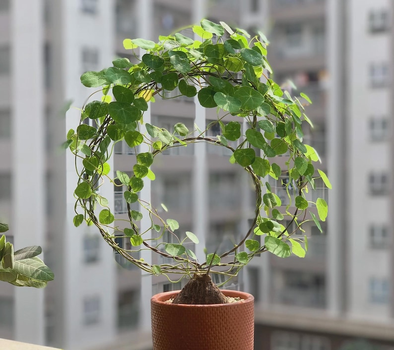 Pu&ograve; includere: Una pianta in vaso con una struttura a vite circolare. La pianta ha foglie verdi brillanti e rotonde e si trova in un vaso marrone strutturato. Lo sfondo &egrave; sfocato, mostrando un edificio.
