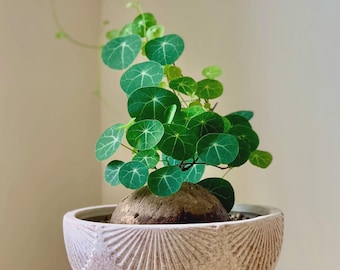 DORMANT Rare Stephania Erecta Bulb SIZE 2" Exotic Indoor Bonsai Succulent | Collector Plant Gift