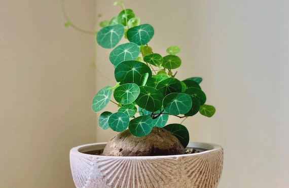 DORMANT Rare Stephania Erecta Bulb SIZE 2" Exotic Indoor Bonsai Succulent | Collector Plant Gift