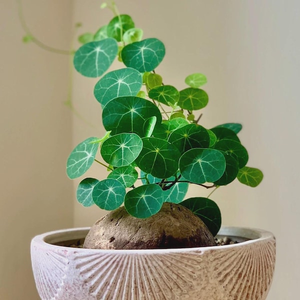 DORMANT Rare Stephania Erecta Bulb SIZE 2" Exotic Indoor Bonsai Succulent | Collector Plant Gift