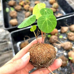 Stephania Cepharantha BOMBILLA / Planta Caudiciforme Viva para Bonsái