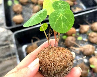 Stephania Cepharantha BULB | Live Caudiciform Plant for Bonsai