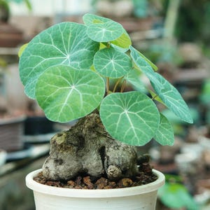 May include: A potted plant with large, round, green leaves featuring prominent white veins. The plant sits atop a textured, brown base in a white ceramic pot. The background is blurred, suggesting a garden setting.
