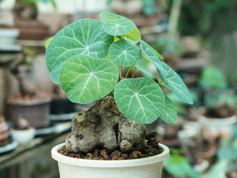 May include: A potted plant with large, round, green leaves featuring prominent white veins. The plant sits atop a textured, brown base in a white ceramic pot. The background is blurred, suggesting a garden setting.