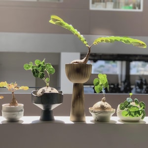 Pu&ograve; includere: Una collezione di piccole piante in vaso con vari fogliami verdi e vasi in ceramica unici. Le piante sono disposte su una mensola, con la luce del sole che illumina le foglie. I vasi variano per forma e colore.