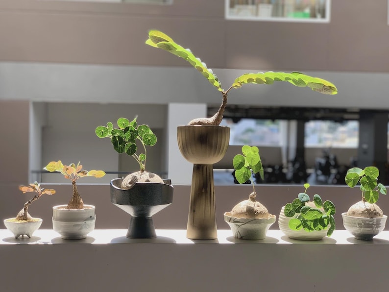 Pu&ograve; includere: Una collezione di piccole piante in vaso con vari fogliami verdi e vasi in ceramica unici. Le piante sono disposte su una mensola, con la luce del sole che illumina le foglie. I vasi variano per forma e colore.