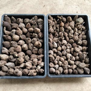 May include: Two black plastic trays filled with numerous brown, irregularly shaped bulbs. The bulbs have a rough texture and vary in size. The trays are set on a light-colored surface, likely outdoors.