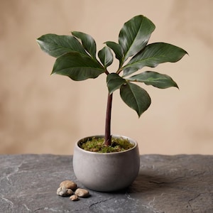 Bulbo raro de Amorphophallus Atroviridis - Planta exótica con caudex - Ejemplar raro de arácea (solo bulbo)