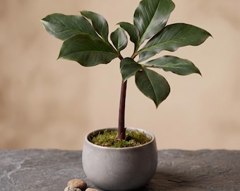 Rare Amorphophallus Atroviridis Bulb - Exotic Caudex Plant - Rare Aroid Specimen (Bulb Only)