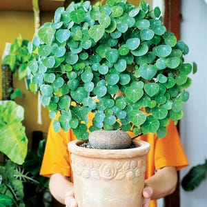 Pu&ograve; includere: Una pianta in vaso con una cima rotonda e frondosa e piccole foglie verdi a forma di cuore. La pianta &egrave; in un vaso di terracotta con un motivo floreale decorativo. Il vaso &egrave; tenuto da una persona che indossa una maglietta arancione.