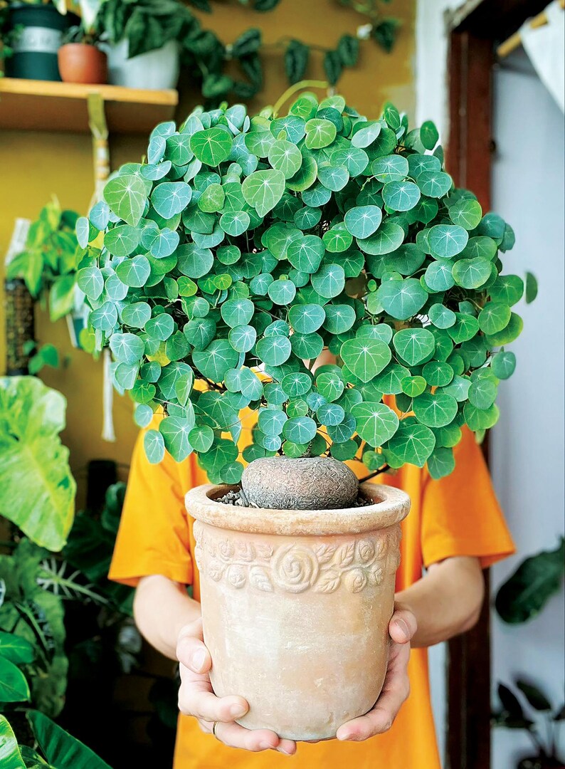 Pu&ograve; includere: Una pianta in vaso con una cima rotonda e frondosa e piccole foglie verdi a forma di cuore. La pianta &egrave; in un vaso di terracotta con un motivo floreale decorativo. Il vaso &egrave; tenuto da una persona che indossa una maglietta arancione.