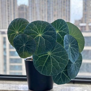 May include: A potted Pilea peperomioides plant, also known as a Chinese money plant, with large, round, dark green leaves and prominent veining. The plant is in a black pot, set against a window with a city view.