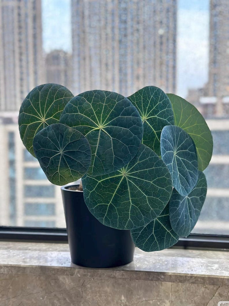 May include: A potted Pilea peperomioides plant, also known as a Chinese money plant, with large, round, dark green leaves and prominent veining. The plant is in a black pot, set against a window with a city view.