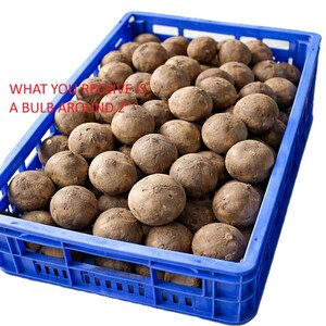 Pu&ograve; includere: Una cassa di plastica blu piena di numerosi bulbi rotondi e marroni. Il testo nell'immagine recita: "QUELLO CHE RICEVI &Egrave; UN BULBO DI CIRCA 2". I bulbi hanno un diametro di circa 5 cm.