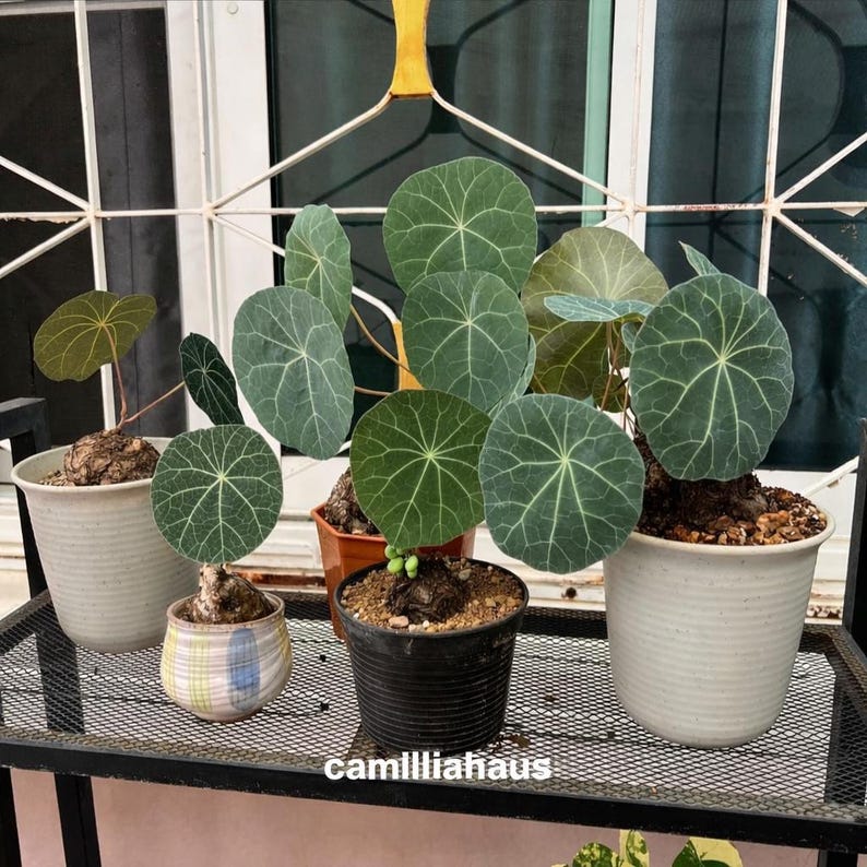 May include: Several potted plants with large, round, green leaves and prominent veining are displayed on a black metal shelf. The plants are in various pots, including white, black, and patterned ceramic containers. The text "camillliahaus" is visible.