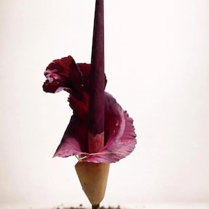 Bulbo de Amorphophallus maxwellii solamente – Planta de interior tropical rara, follaje oscuro exótico, caudex de fácil cultivo