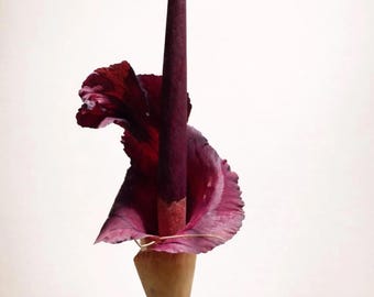 Amorphophallus maxwellii Bulb Only  – Rare Tropical House Plant, Exotic Dark Foliage, Easy Grow Caudex
