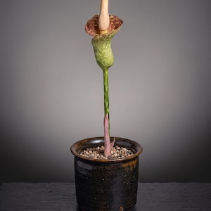 Amorphophallus Muelleri Blume [SOLO BULB], bulbo de caudex de konjac en estado de latencia, planta de interior tropical exótica para coleccionistas.