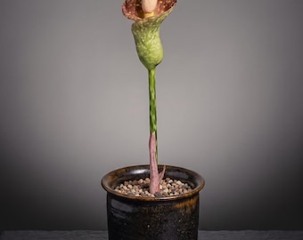 Rare Amorphophallus Muelleri Blume [BULB ONLY], DORMANT Konjac Caudex Bulb, Exotic Tropical Houseplant for Collectors
