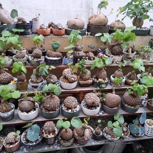 Puede incluir: Una colecci&oacute;n de plantas en macetas, incluyendo suculentas y otras plantas verdes, dispuestas en estanter&iacute;as. Las plantas est&aacute;n en varias macetas de cer&aacute;mica, mostrando una variedad de formas y tama&ntilde;os. La imagen destaca la diversidad de la colecci&oacute;n.