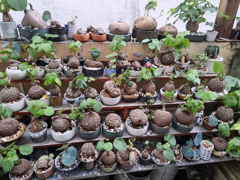 Puede incluir: Una colecci&oacute;n de plantas en macetas, incluyendo suculentas y otras plantas verdes, dispuestas en estanter&iacute;as. Las plantas est&aacute;n en varias macetas de cer&aacute;mica, mostrando una variedad de formas y tama&ntilde;os. La imagen destaca la diversidad de la colecci&oacute;n.