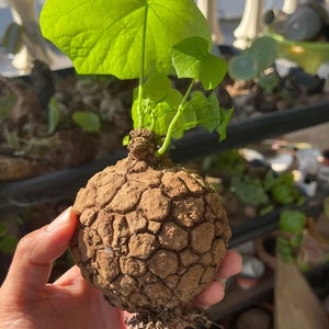 Puede incluir: Primer plano de una planta de Stephania erecta. La planta tiene un caudex redondo, texturizado y marr&oacute;n con una hoja verde brillante. La hoja es grande y en forma de coraz&oacute;n. La planta se sostiene en una mano.