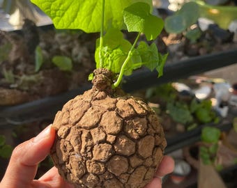 Rare Stephania Suberosa Bulb Only | Live tortoise texture Plant
