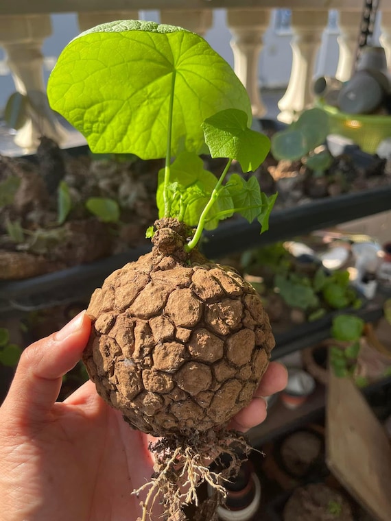 Rare Stephania Suberosa Bulb Only | Live tortoise texture Plant