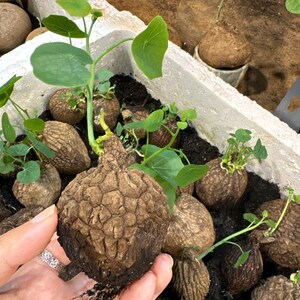 Puede incluir: Primer plano de varias plantas bulbosas marrones con hojas verdes. Una planta se sostiene en la mano, mostrando su superficie texturizada y ra&iacute;ces. Las plantas est&aacute;n en un recipiente blanco con tierra oscura. Las hojas tienen forma de coraz&oacute;n.