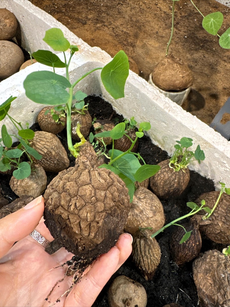 Puede incluir: Primer plano de varias plantas bulbosas marrones con hojas verdes. Una planta se sostiene en la mano, mostrando su superficie texturizada y ra&iacute;ces. Las plantas est&aacute;n en un recipiente blanco con tierra oscura. Las hojas tienen forma de coraz&oacute;n.