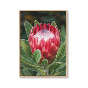 May include: Watercolor painting of a protea flower in a wooden frame. The flower is a vibrant red with a white center, surrounded by green leaves. The artwork is a botanical illustration.