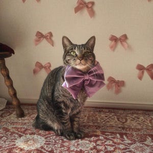 Puede incluir: Un gato atigrado con una gran pajarita morada y suave. El gato está sentado sobre una alfombra estampada, con lazos rosas adornando la pared detrás de él. El gato tiene ojos verdes y una expresión curiosa.