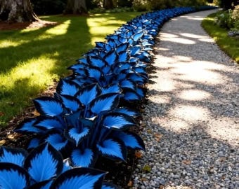 Bleu nuit Hosta Seeds Plantes de jardin vivaces aimant l'ombre
