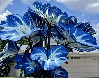 100 graines de Colocasia mélangées, oreilles d'éléphant, feuillage tropical, plantes de jardin
