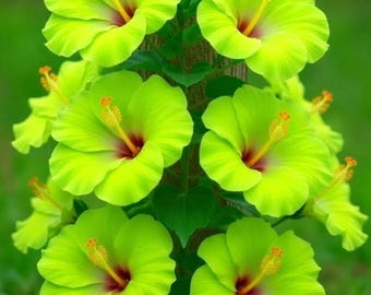 Graines de fleurs d'hibiscus - Plante ornementale de jardin d'extérieur